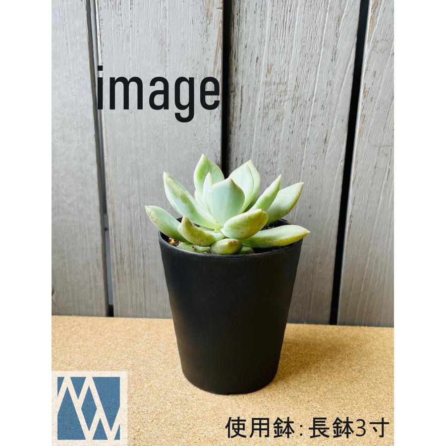 植木鉢 プラ鉢 セラアート 長鉢 3寸 10鉢セット 色アソート可