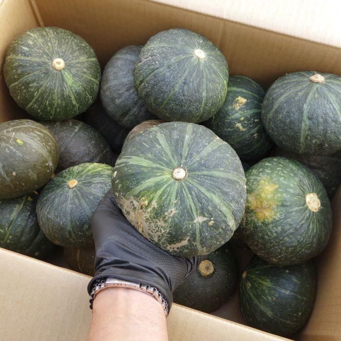 宮古島産 カボチャ 小玉 約5kg（6〜10玉） 農薬不使用 【発送1月〜6