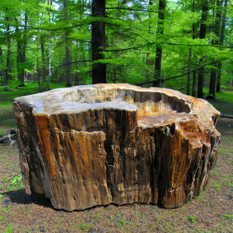 つくばい 手水鉢 水鉢 大きい 木化石 珪化木 巨大 特大 大型 豪華 庭石