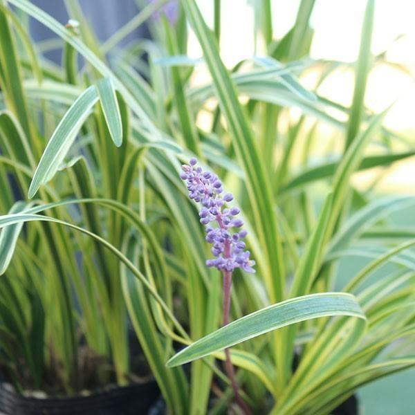 斑入りヤブラン 10.5cmポット 苗 200株 グランドカバー 常緑多年草