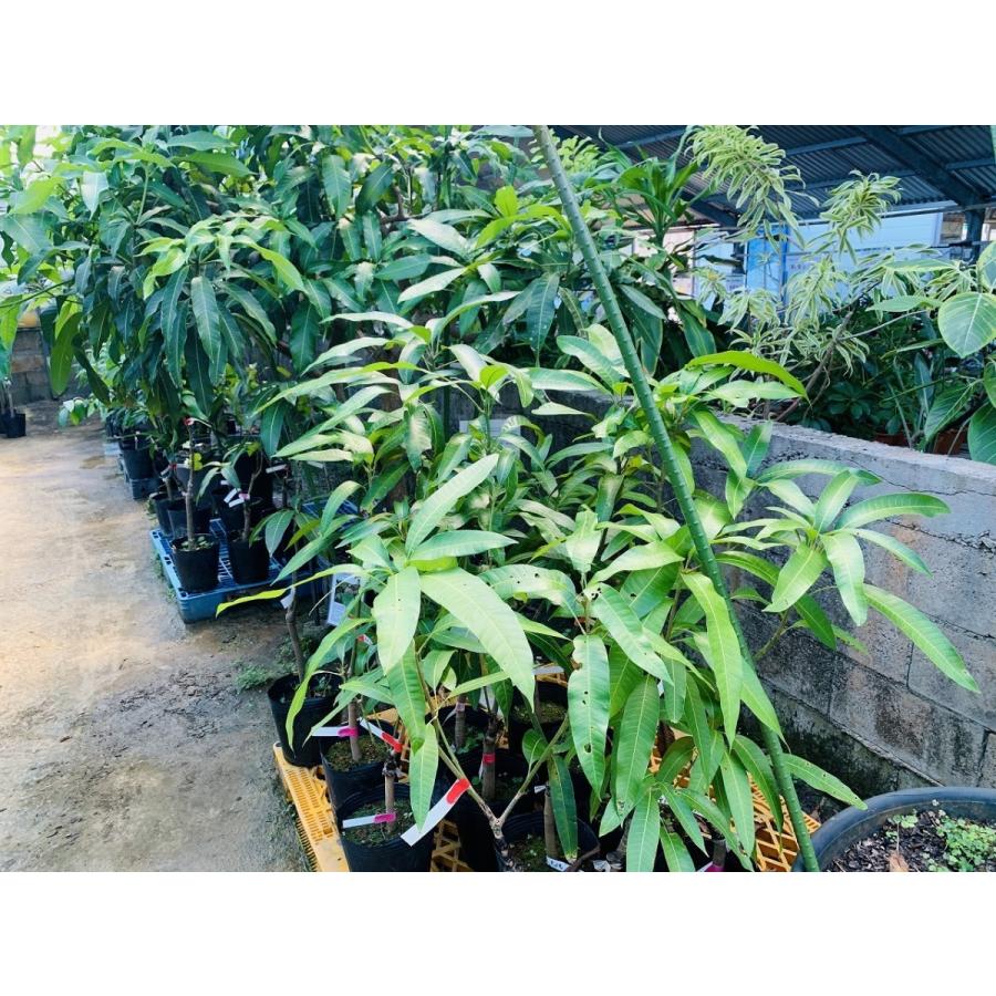 マンゴー苗 【玉文6号】 接木苗 2年生 21cmポット 熱帯果樹苗 : 宮古