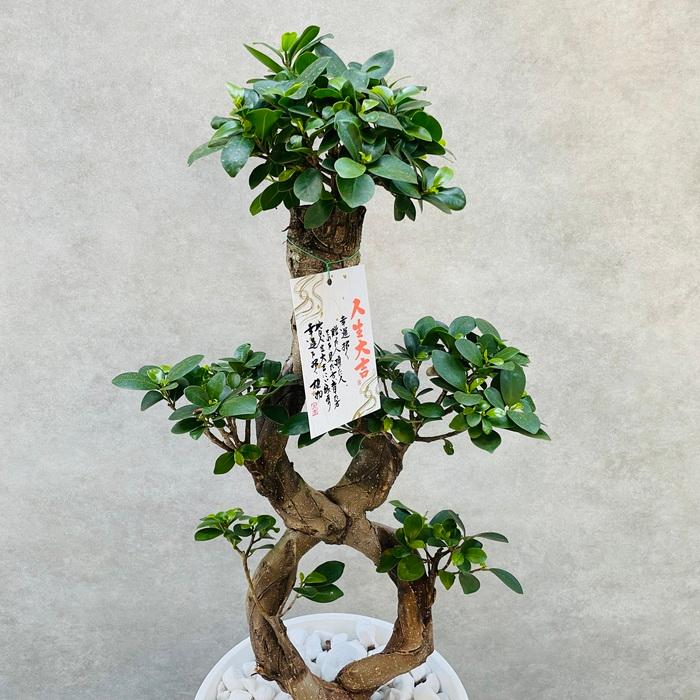 ガジュマル 観葉植物 八の字 8号鉢苗 受け皿付き 大型種類 盆栽