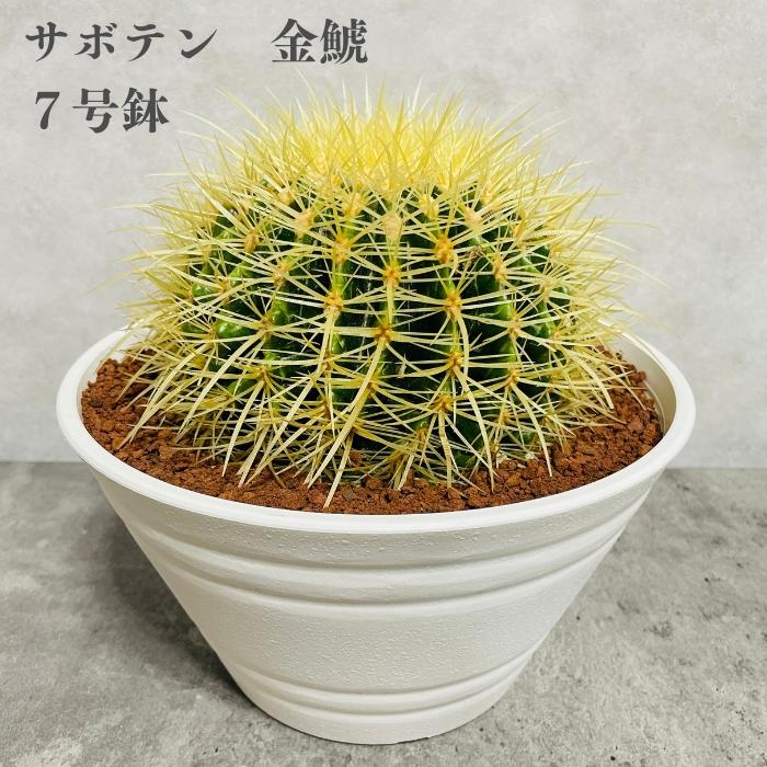 サボテンの王様 金鯱 7号鉢 大型 観葉植物 多肉植物 金シャチ おしゃれ