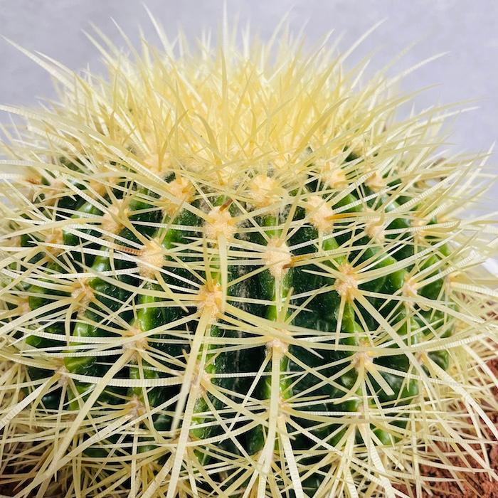 サボテンの王様 金鯱 7号鉢 大型 観葉植物 多肉植物 金シャチ おしゃれ