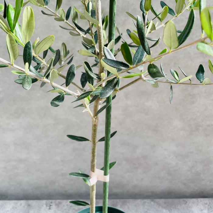 オリーブの木 ルッカ 6号鉢苗 鉢底から110cm程度 開帳型 観葉植物 屋外