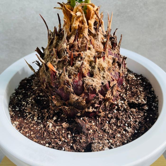 観葉植物 ソテツ 蘇鉄 8号鉢苗 大型種類 庭木 風水 地植え おしゃれな