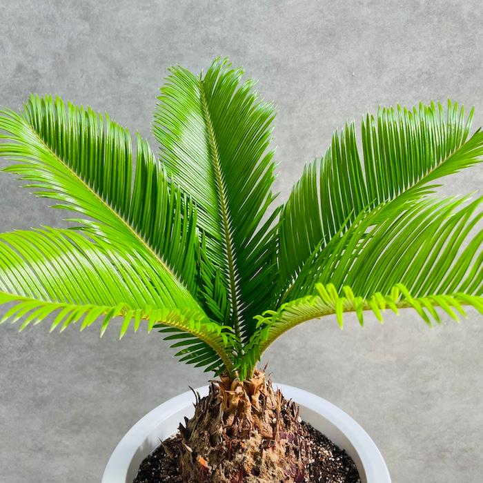 観葉植物 ソテツ 蘇鉄 8号鉢苗 大型種類 庭木 風水 地植え おしゃれな