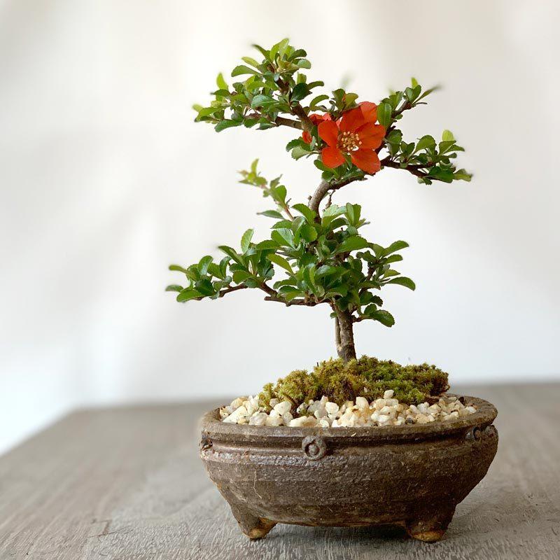 年に数回 花咲く 紅長寿梅 べにちょうじゅばい 盆栽 信楽茶鉢