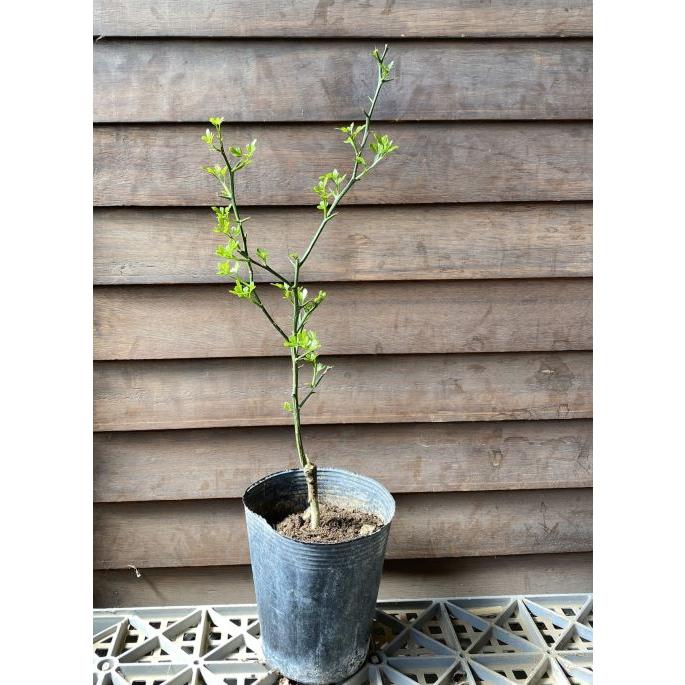 カラタチ（キコク）：果樹苗 穂木が枯れた、台木のカラタチです