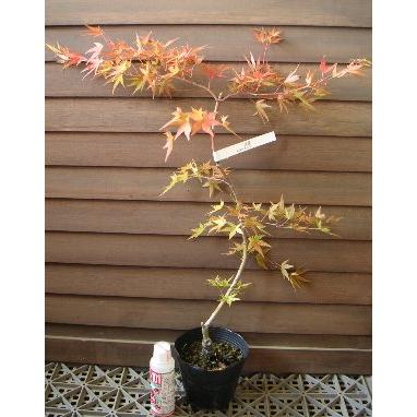 流星（流泉） 紅葉（リュウセイ・リュウセン モミジ）4寸ポット又は、4