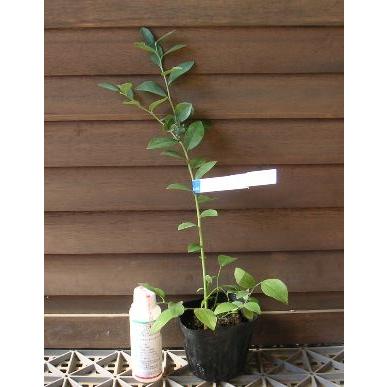 ブルーベリー苗木 苗 ブルーベリーの木 ブルーベリー ブライトウェル