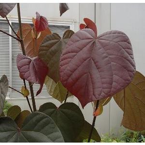 銅葉（赤葉）オオハマボウ（ユウナ） 苗 苗木 : 日本花卉ガーデン