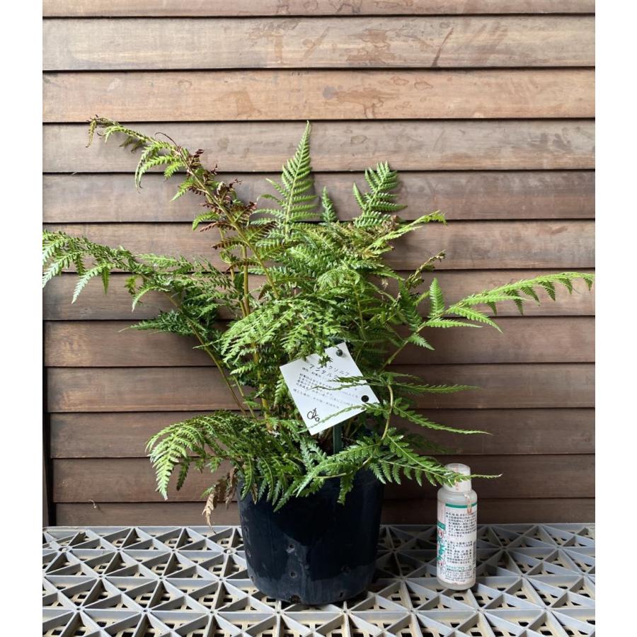 ディクソニア・アンタルクティカ 6寸ポット植え : 日本花卉ガーデン