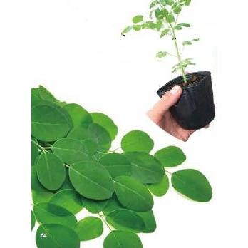 モリンガ 2ポットセット 野菜 苗 珍しい もりんが *季節により、樹高