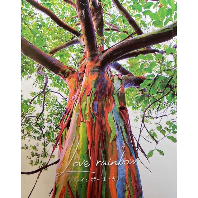 大株 現品 レインボーユーカリ 7寸ポット植え : 日本花卉ガーデン