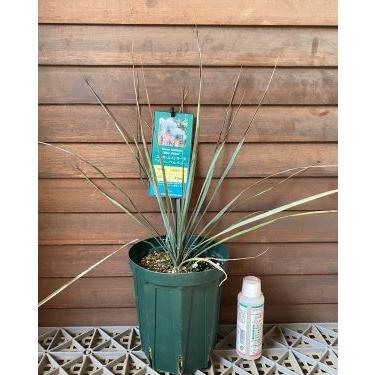 ユッカ ロストラータ ブルーベルベット （5寸鉢植え） : 日本花卉