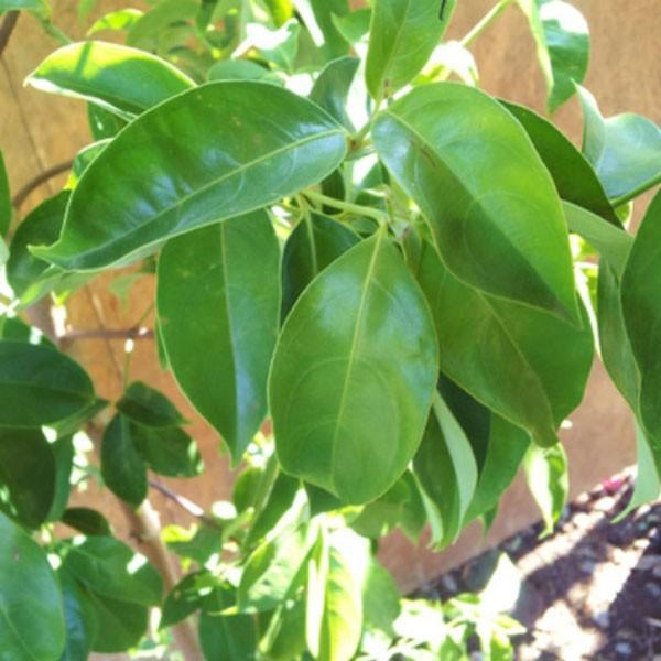 常緑ヤマボウシ ホンコンエンシス 月光 株立ち 樹高1.8〜2.0m前後(根鉢