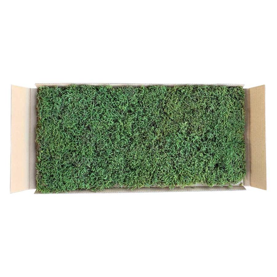 ハイゴケ (這苔) マット 58cm×28cm 6枚セット : 相馬グリーン - 通販