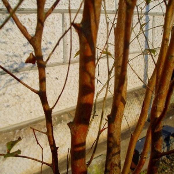 ヒメシャラ 株立ち 樹高1.8〜2.0m前後(根鉢含まず) 単品 : 相馬