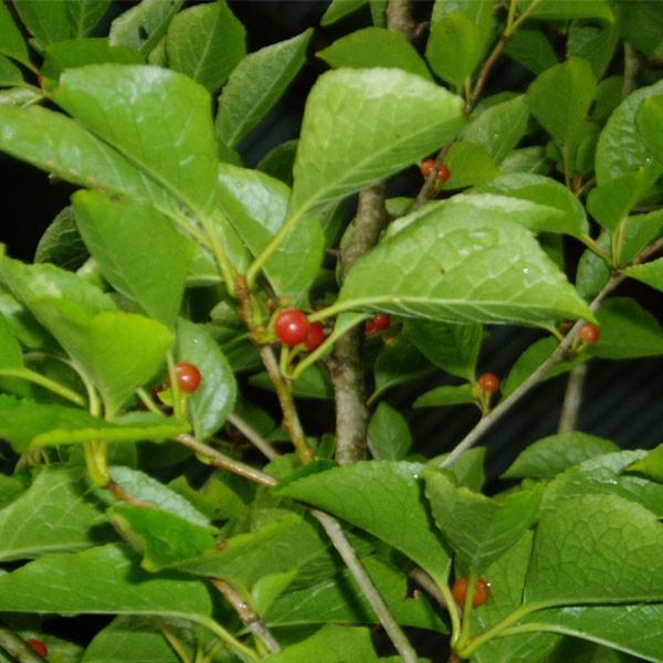 アオハダ 株立ち 樹高1.8〜2.0m前後(根鉢含まず) 単品 : 相馬グリーン