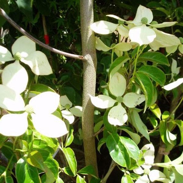 常緑ヤマボウシ ホンコンエンシス 月光 単木 樹高1.8〜2.0m前後(根鉢