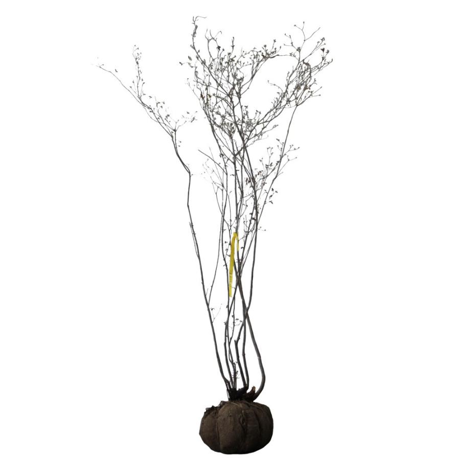 ヤマツツジ 株立ち 樹高1.8〜2.0m前後(根鉢含まず) 単品 : 相馬