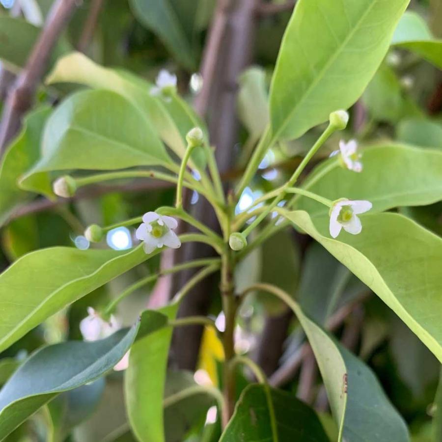 ソヨゴ 株立ち メス 樹高1.8〜2.0m前後(根鉢含まず) 単品 : 相馬