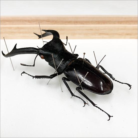 昆虫標本 マンディブラリスフタマタクワガタ 桐箱 : ソプラノYahoo!店