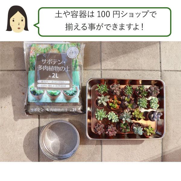 農場直送！多肉植物 ミニ苗 10個セット 1寸 (1号 3cmポット) 多肉