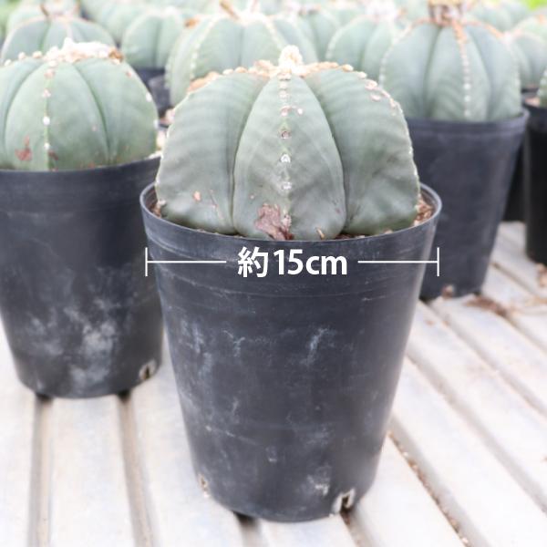 農場直送！］アストロフィツム ランポー玉 開花株 (鸞鳳玉・らんぽう