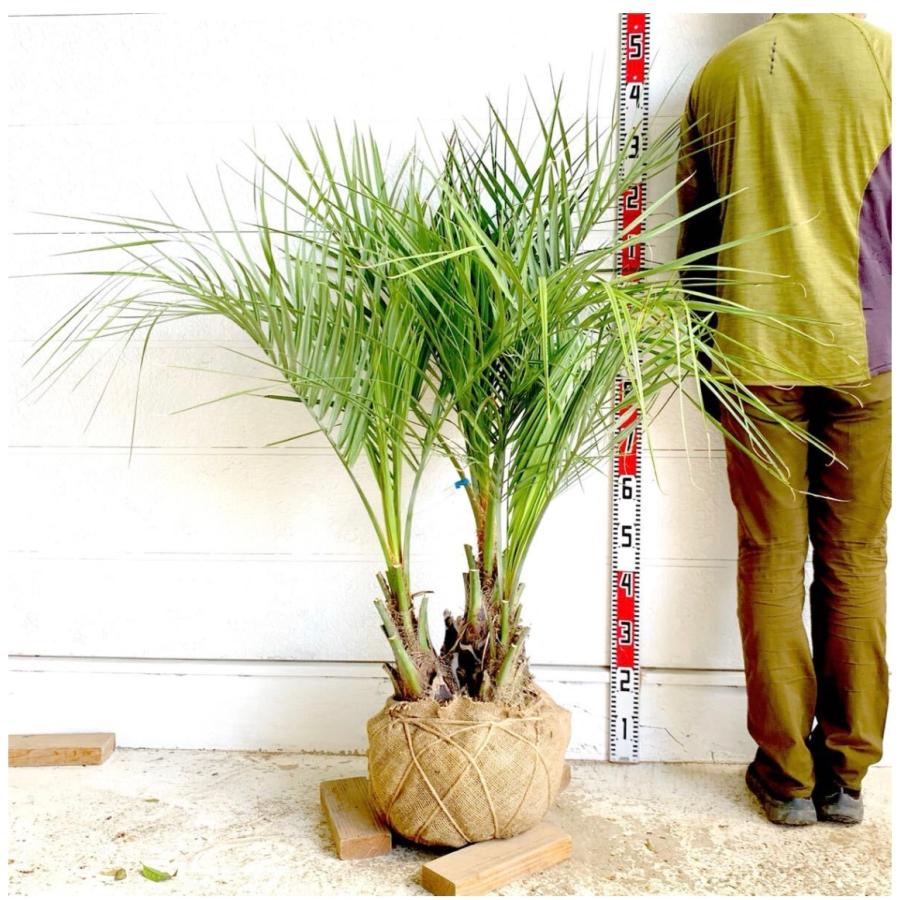 特大株！ ココスヤシ ヤシの木 樹高約1.3m 3本立ち 根巻き苗 庭木