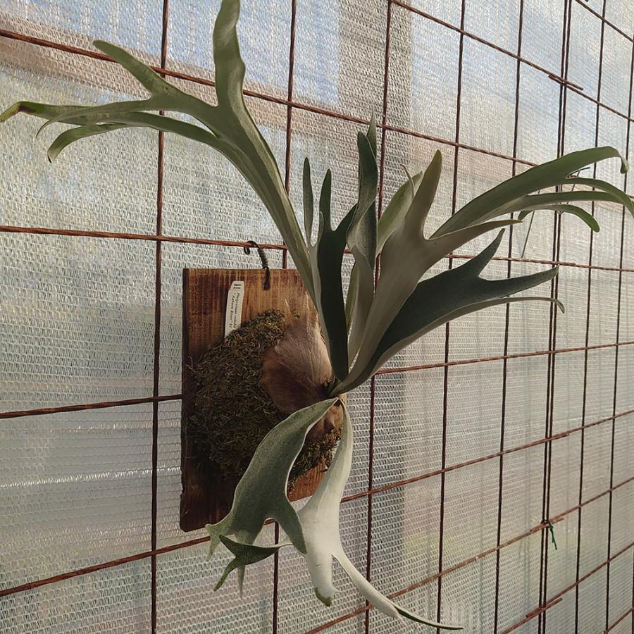 ベイチー アーバンリバーTC P.Veitchii Aurburn river TC 輸入株 一点