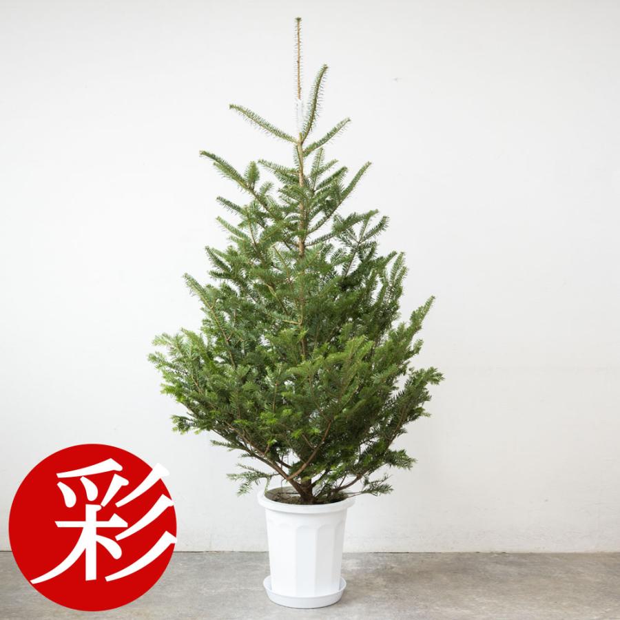 本物のもみの木170cm〜 10号鉢 クリスマスツリー用・モミの木 鉢植え