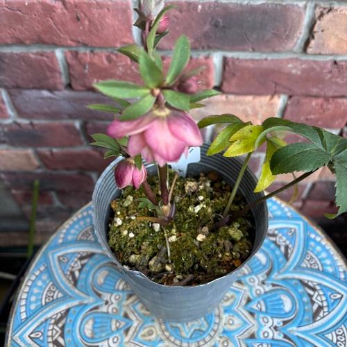 加藤農園。ヘレボルス苗 2本立て。 濃いピンク色の花 。開花株。 No47