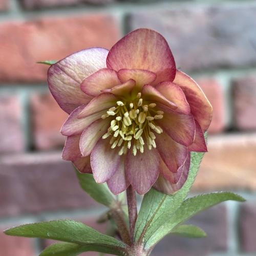 現品開花株】 クリスマスローズ ダブル咲き 1222-1 3.5号ポット苗 花苗