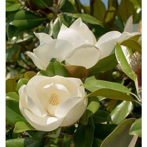 タイサンボク リトルジェム 3.5号ポット 挿し木苗 苗木 : エスフルール