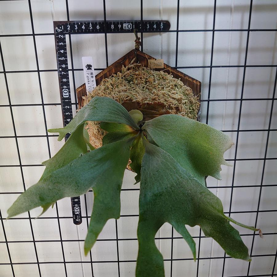 ギンカTC P.ginka TC 一点物 検/ビカクシダ Platycerium コウモリラン