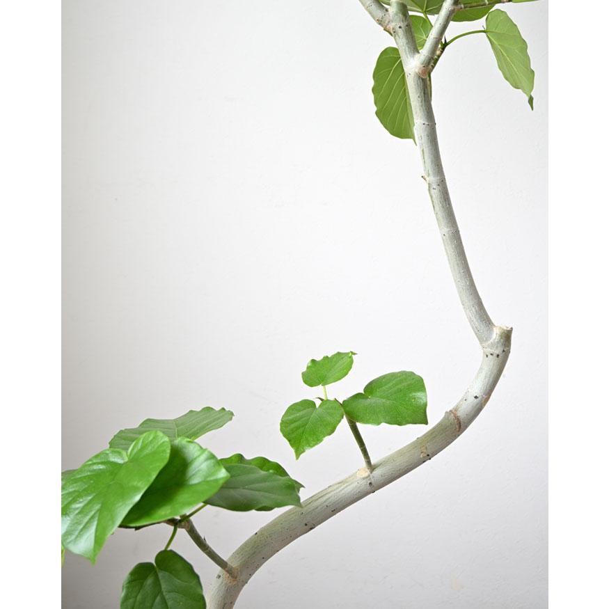 観葉植物 本物 フィカス ウンベラータ 曲がり樹形 8号鉢 大型 室内用