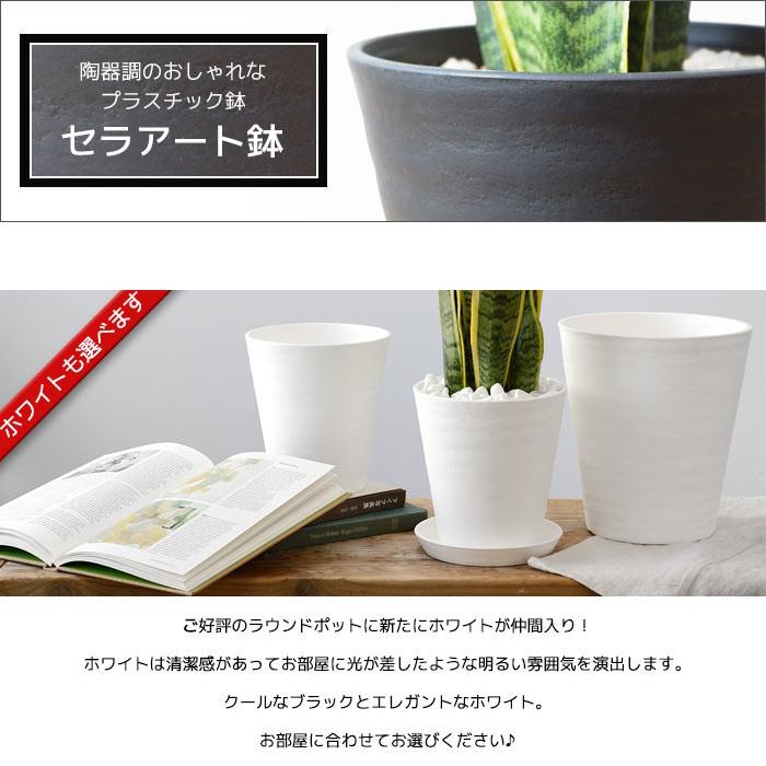 観葉植物 本物 フィカス ウンベラータ セラアート鉢 6号鉢 大型 室内用