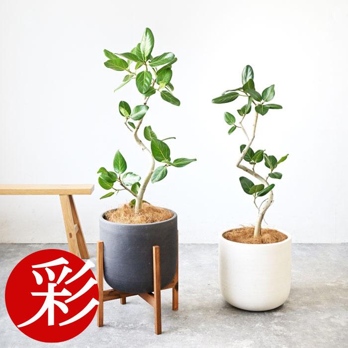 観葉植物 本物 フィカス・ベンガレンシス 7号鉢 らせん樹形 陶器ポット