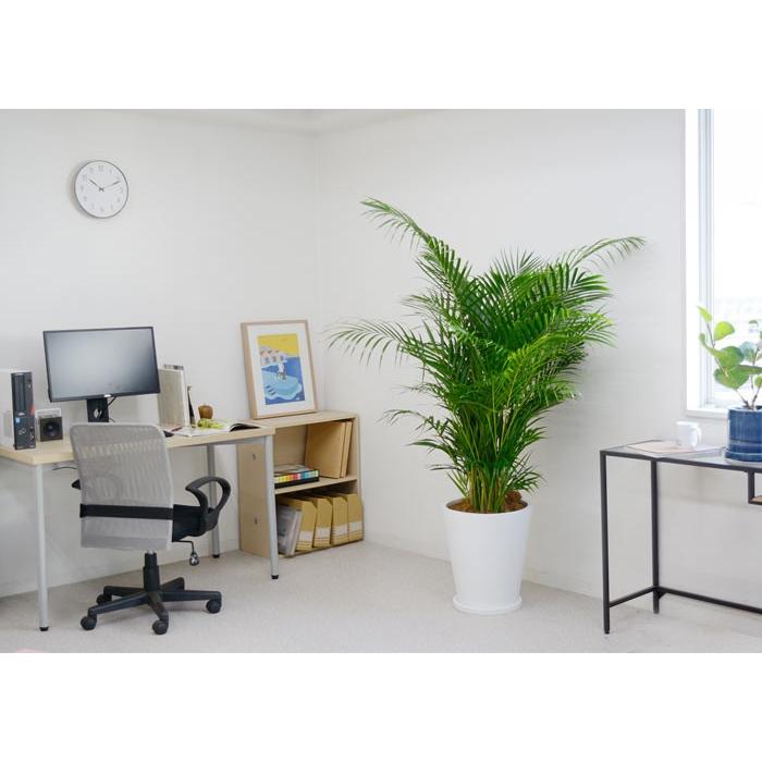 観葉植物 本物 アレカヤシ 10号鉢 白陶器鉢カバー付き セット