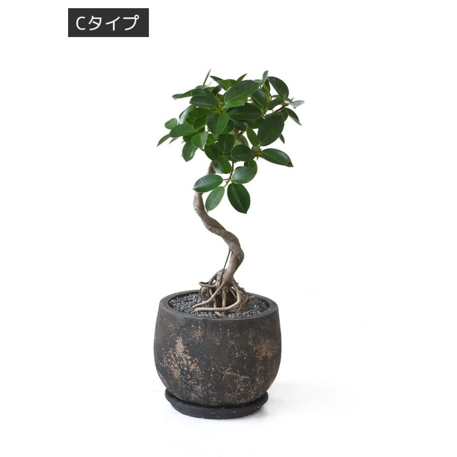 現品】 選べる樹形 観葉植物 本物 ガジュマル（根上がり）バルーン