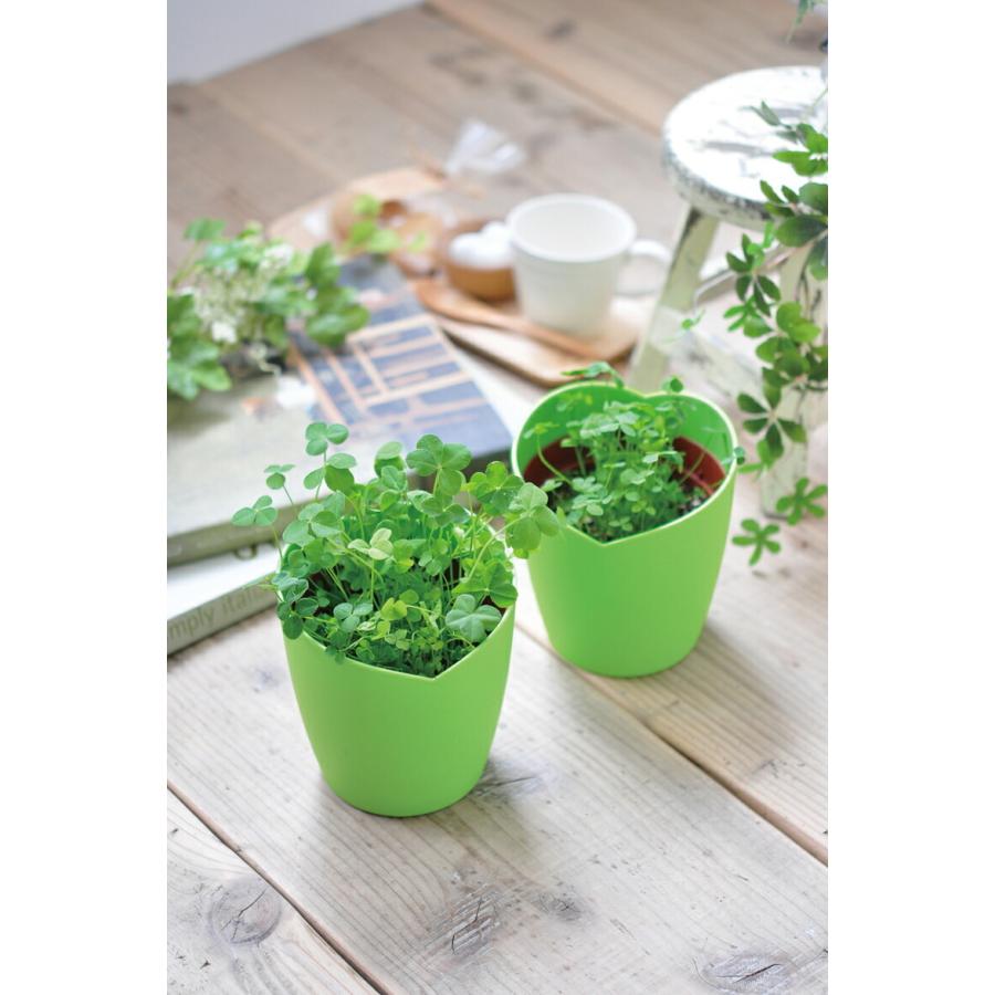 栽培セット 栽培キット 家庭菜園 GD-592 きっとみつかる四葉クローバー