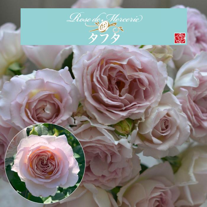 送料無料 タフタ 新苗4号鉢 新品種 鉢植え バラ 薔薇 河本バラ園