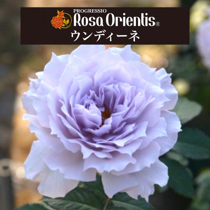 送料無料 ウンディーネ 6号鉢大苗予約 鉢植え バラ 薔薇 ロサ オリエン