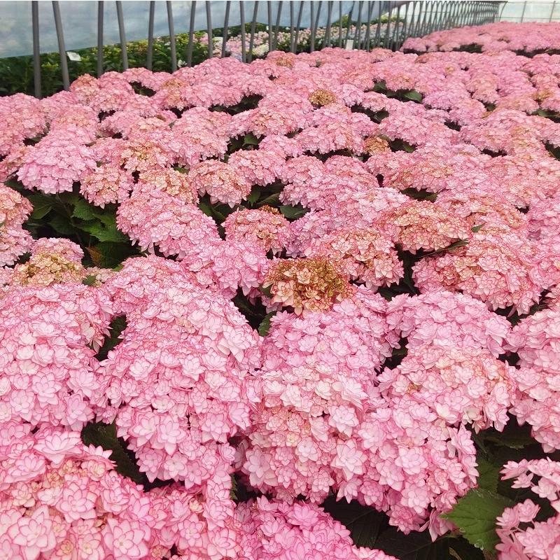 母の日 ひな祭り(ルナ) 花鉢 アジサイ 鉢植え あじさい 2026年 希少