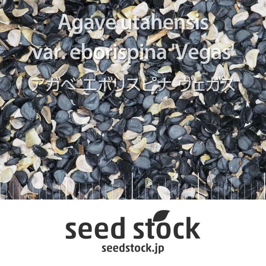 アガベの種子 エボリスピナ ヴェガス Agave utahensis var. eborispina