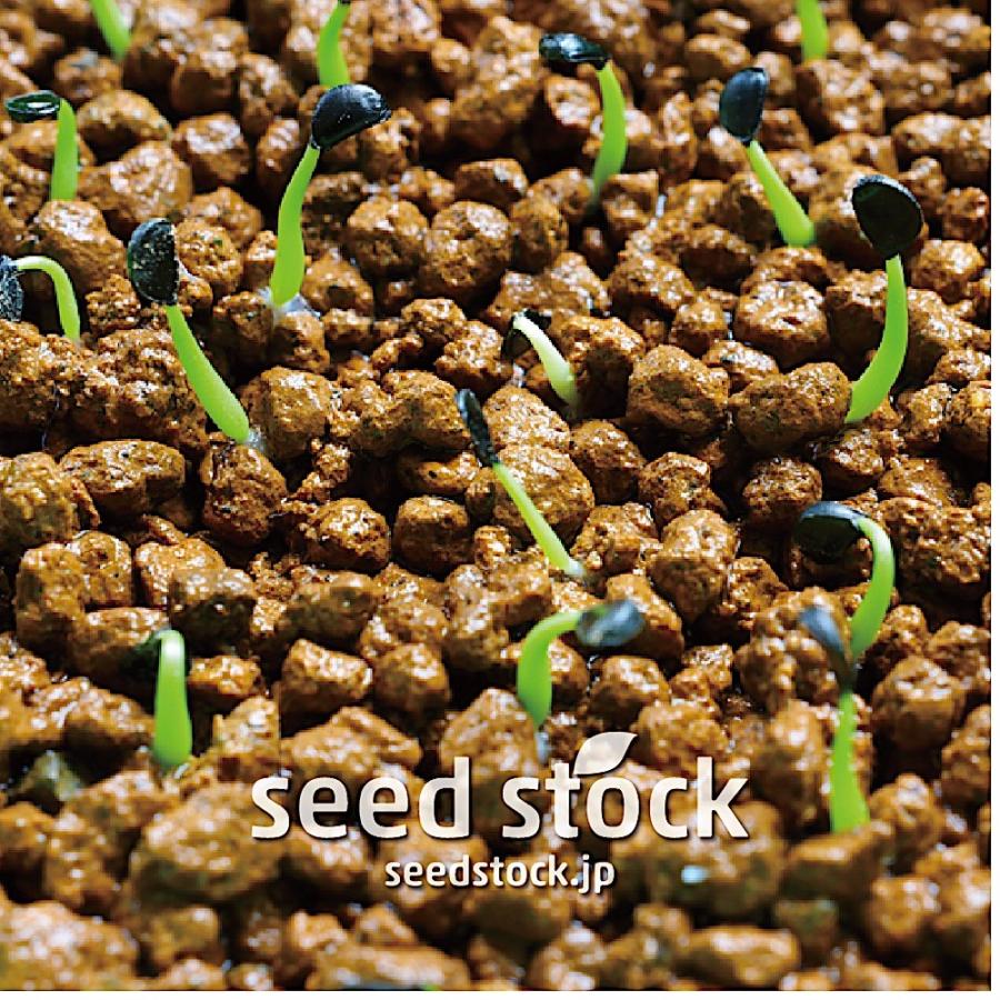 アガベの種子 エボリスピナ ヴェガス Agave utahensis var. eborispina