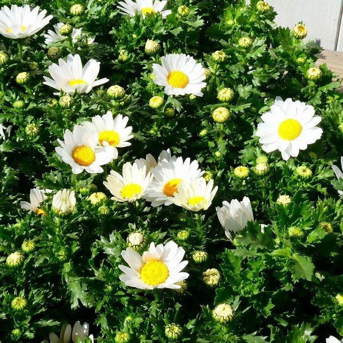 ノースポール 苗 クリサンセマム 3.5号 冬〜春の花苗 花壇苗 耐寒性強