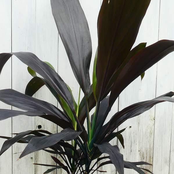 ドラセナ ブラックリーフ 7号ポット 観葉植物 黒葉 レア種 現品 室内